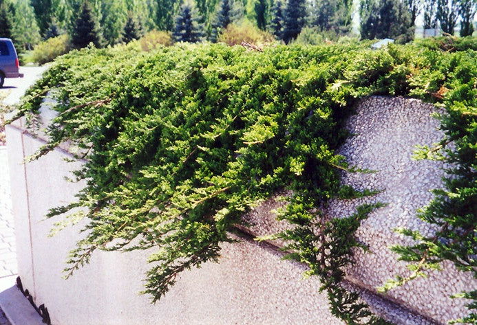 Juniper - Prince of Wales #2