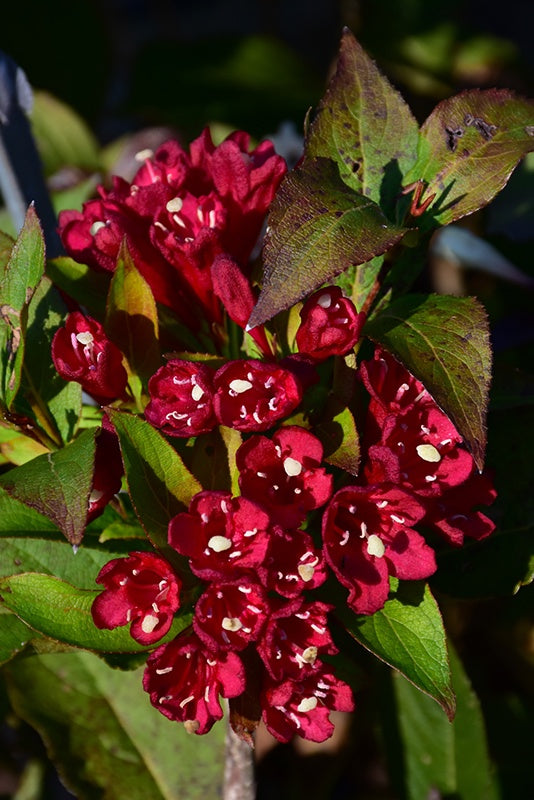 Weigela Maroon Swoon® #2