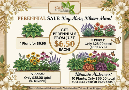 🌸 BUY MORE, BLOOM MORE AT C & S COUNTRY GARDENS! 🌿 PERENNIALS
