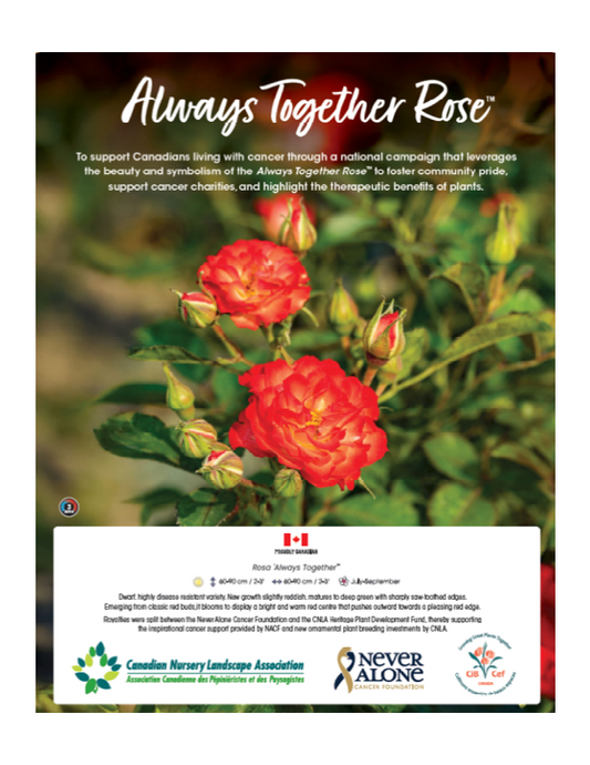 Always Together Rose: Arriving spring 2026!