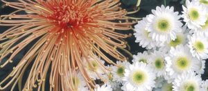 Perennials – A Garden Investment