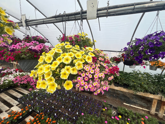 Fundraising Voucher Option 2