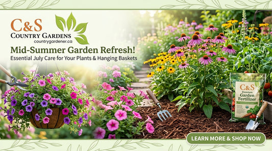 Mid-Summer Garden Rescue: 3 Simple Steps to Keep Your Plants Thriving 🌸