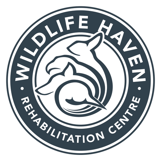 Community Champion: Wildlife Haven
