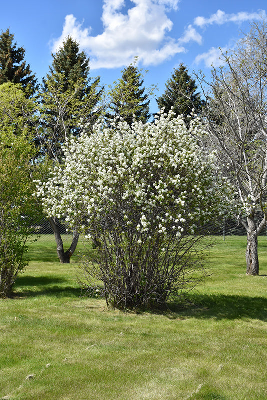 Shrubs – C+S Country Gardens