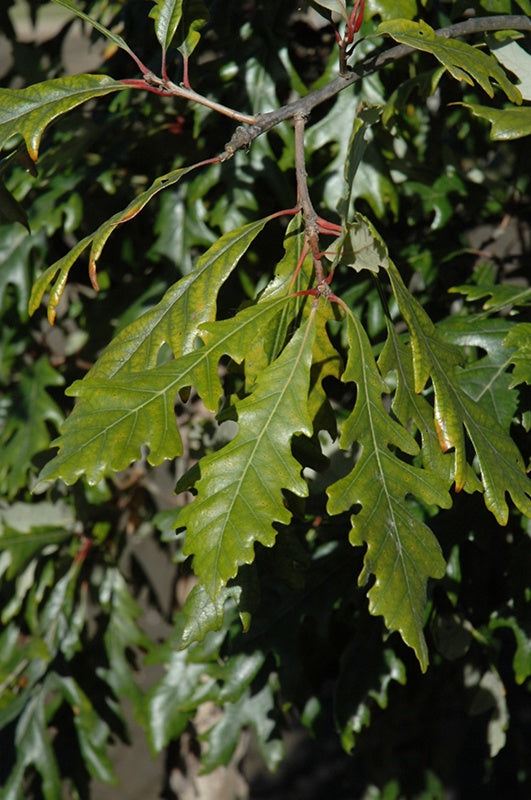 Admiration Oak