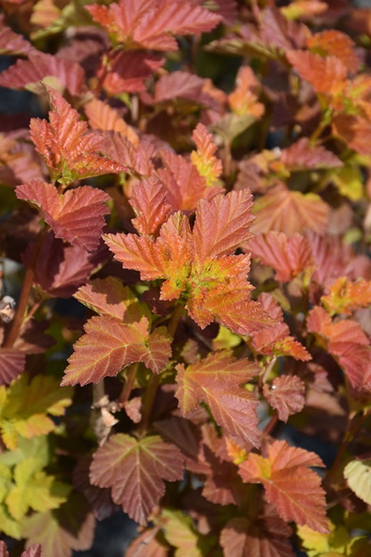 Amber Jubilee Ninebark #2