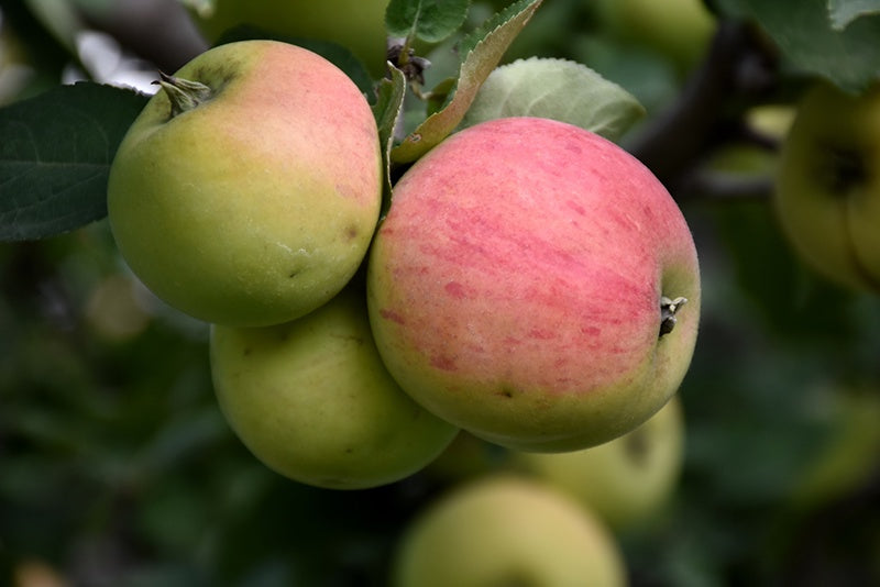 Apple Norland Dwarf #5