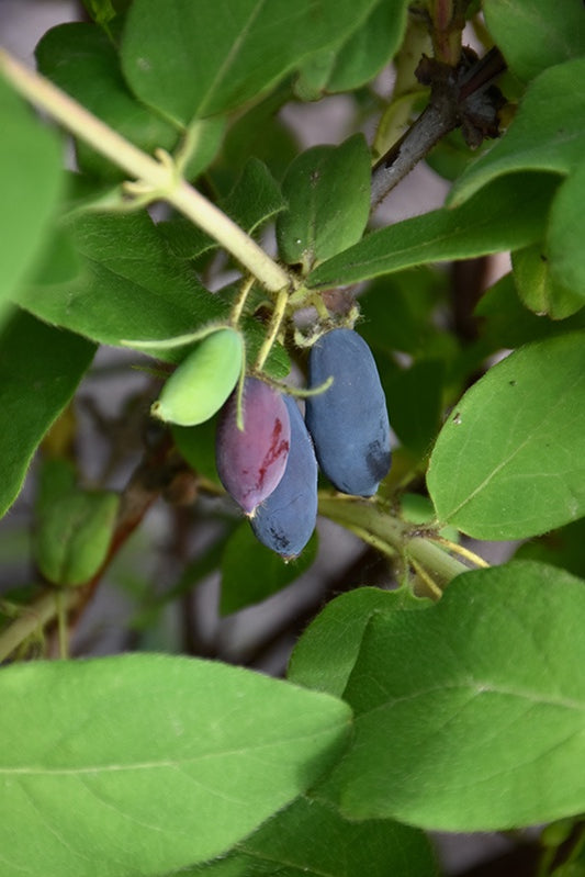 Aurora Honeyberry #1