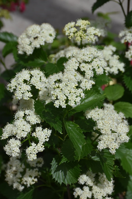 Viburnum - Blue Muffin Arrowwood #2