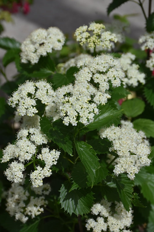 Viburnum - Blue Muffin Arrowwood #2