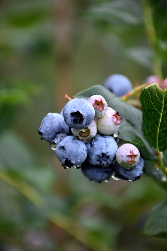 Chippewa Blueberry #1