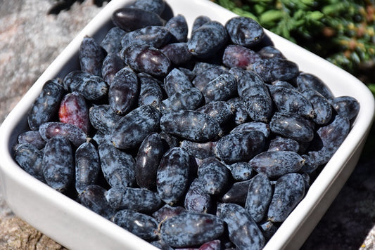 Borealis Honeyberry #1