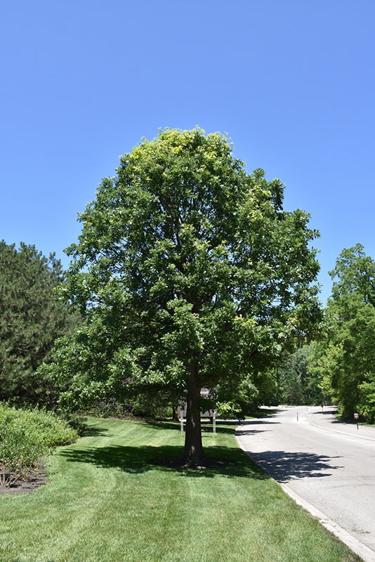Bur Oak #7