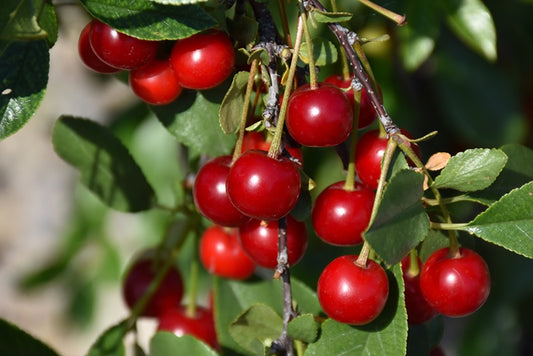 Carmine Jewel Cherry #7