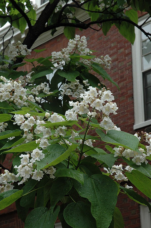 Catalpa - Northern - 5 Gal