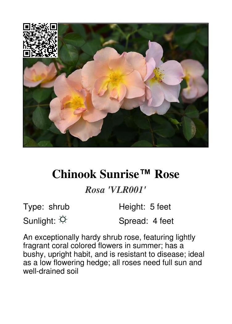 Chinook Sunrise ™ Rose #1