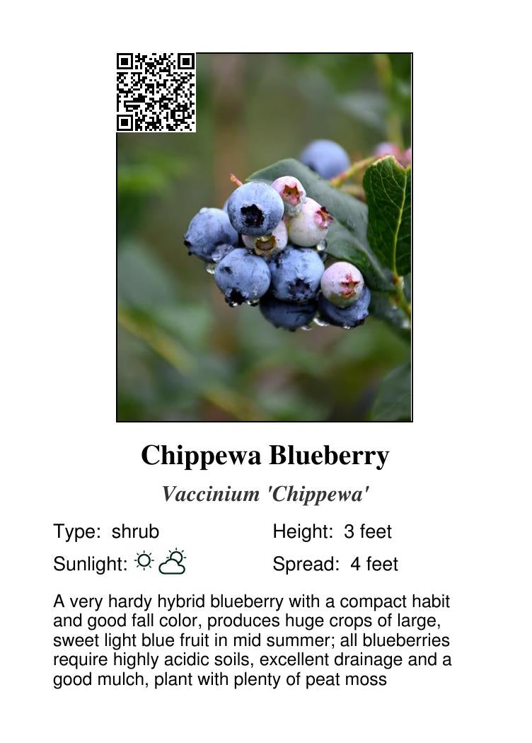 Blueberry Polaris #1