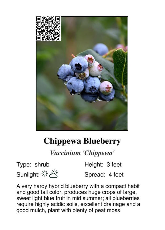 Blueberry Polaris #1