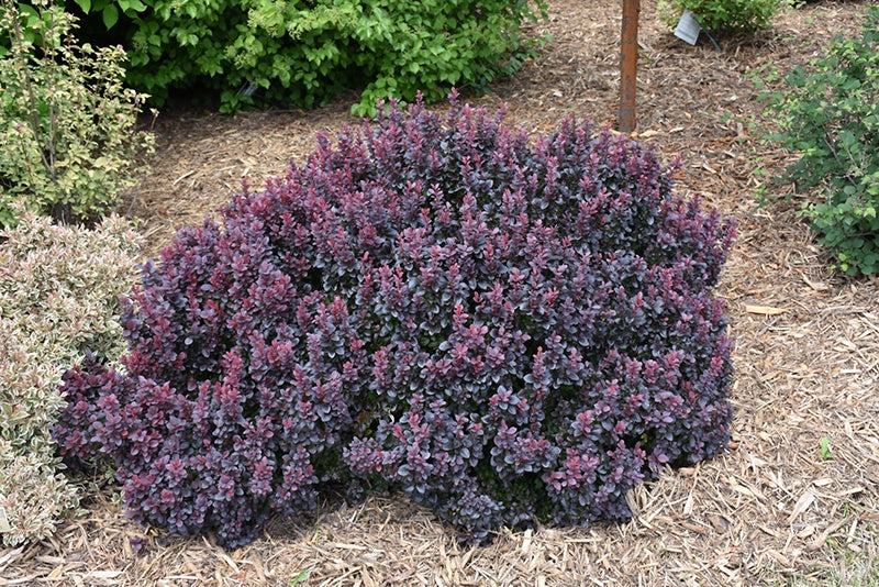 Concorde Japanese Barberry #2