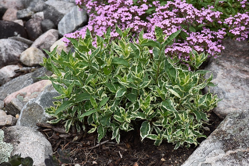 Cool Splash® Bush Honeysuckle #2