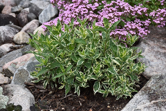 Cool Splash® Bush Honeysuckle #2