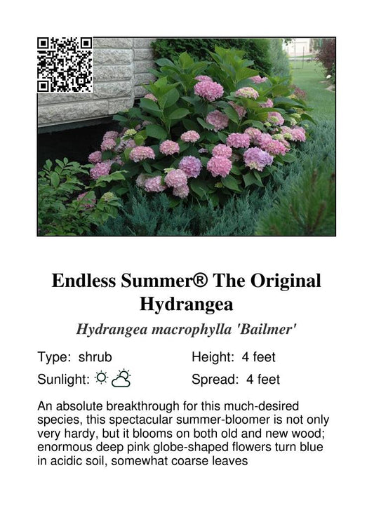 Endless Summer Hydrangea