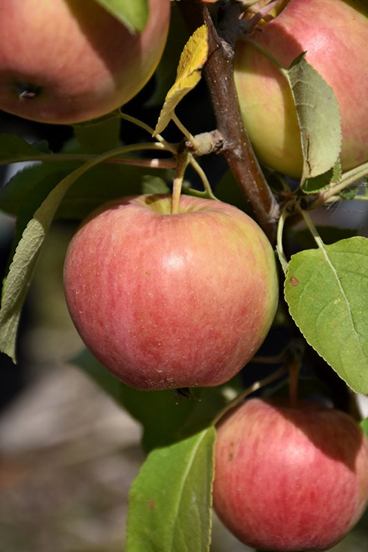 Gemini Apple #5