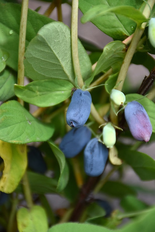 Honey Bee Honeyberry #1