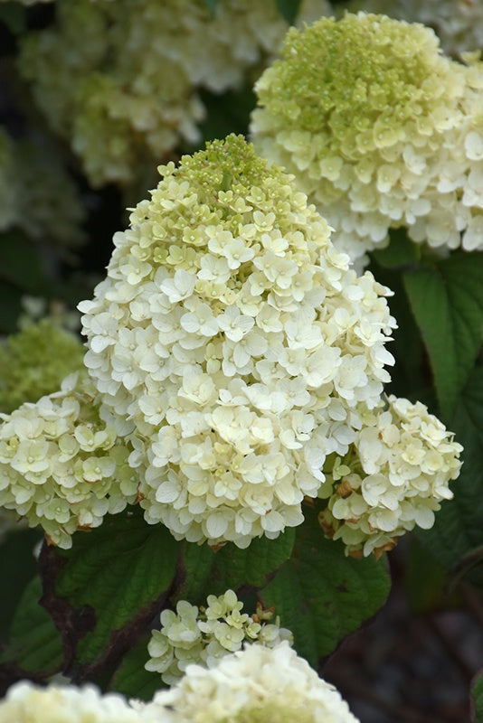 Hydrangea Little Hottie #2