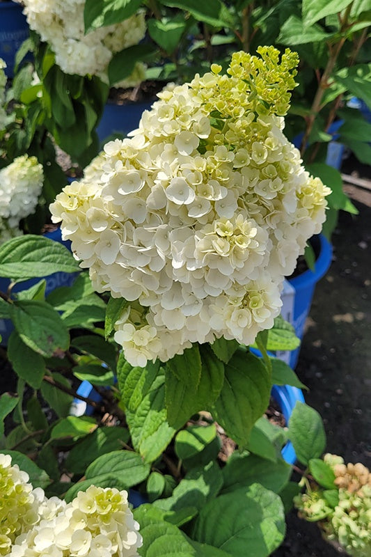 Hydrangea Moonrock™ #2