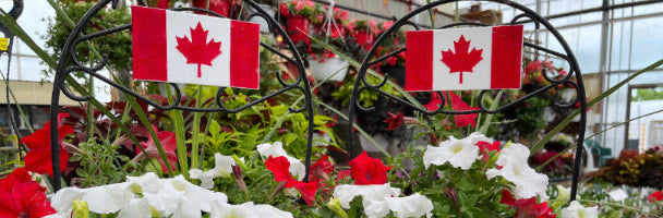 Potted flowers with Canadian flags in a greenhouse setting