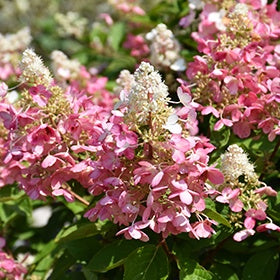 Flare™ Hydrangea #2