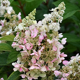 Hydrangea - Candlelabra #2