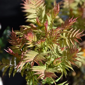 Sorbaria Cherry On Top #2