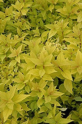 Spirea - Gold Mound #2