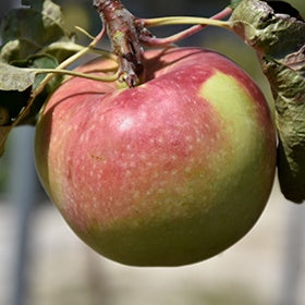 Fall Red Apple #5 – C+S Country Gardens