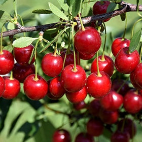 Crimson Passion Cherry #5 Tree Form