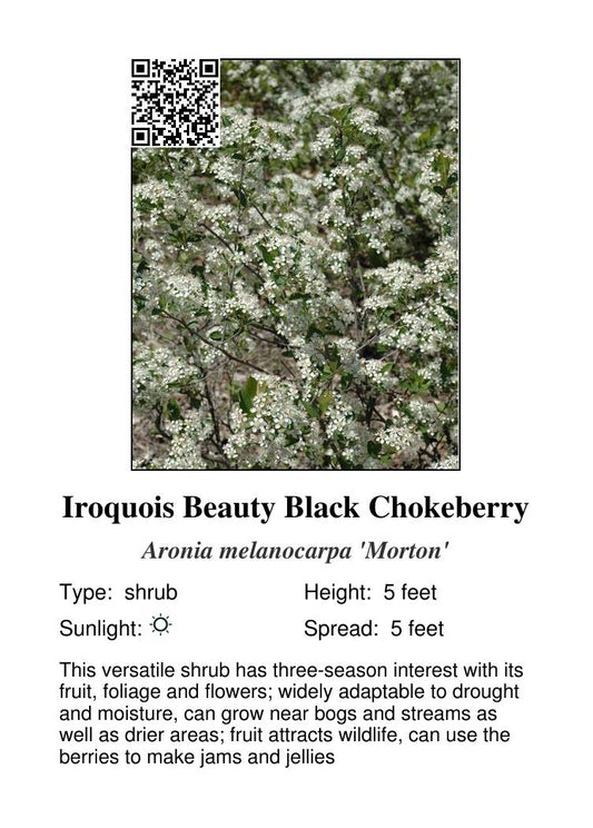 Iroquois Beauty Black Chokeberry #1