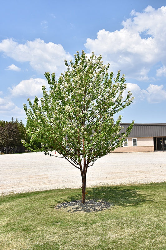 Klondike Amur Cherry #7