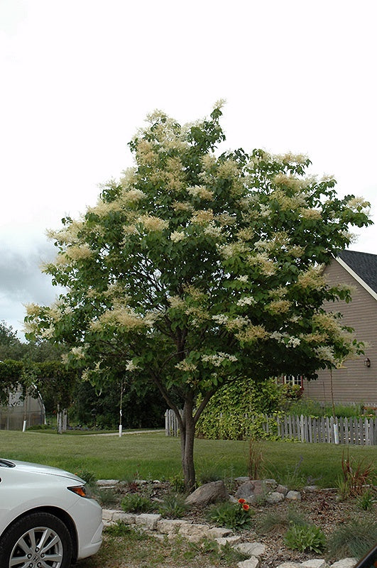 Lilac - Japanese Tree #5