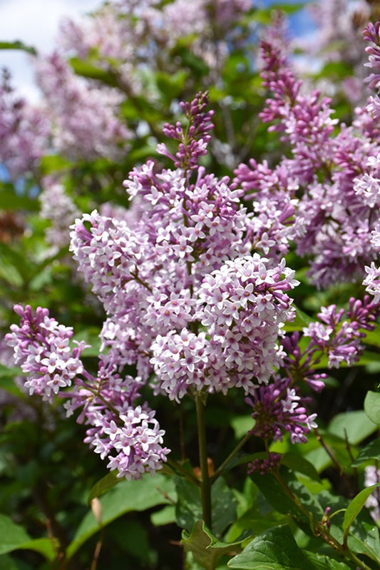 Lilac Minuet #2