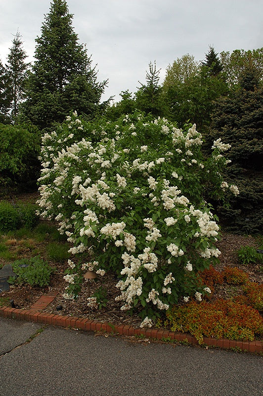 Lilac Mme. Lemoine #2