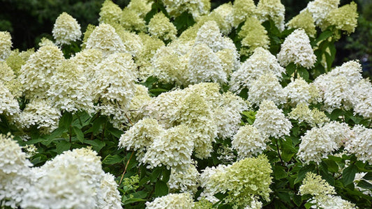 Hydrangea Limelight Prime #2