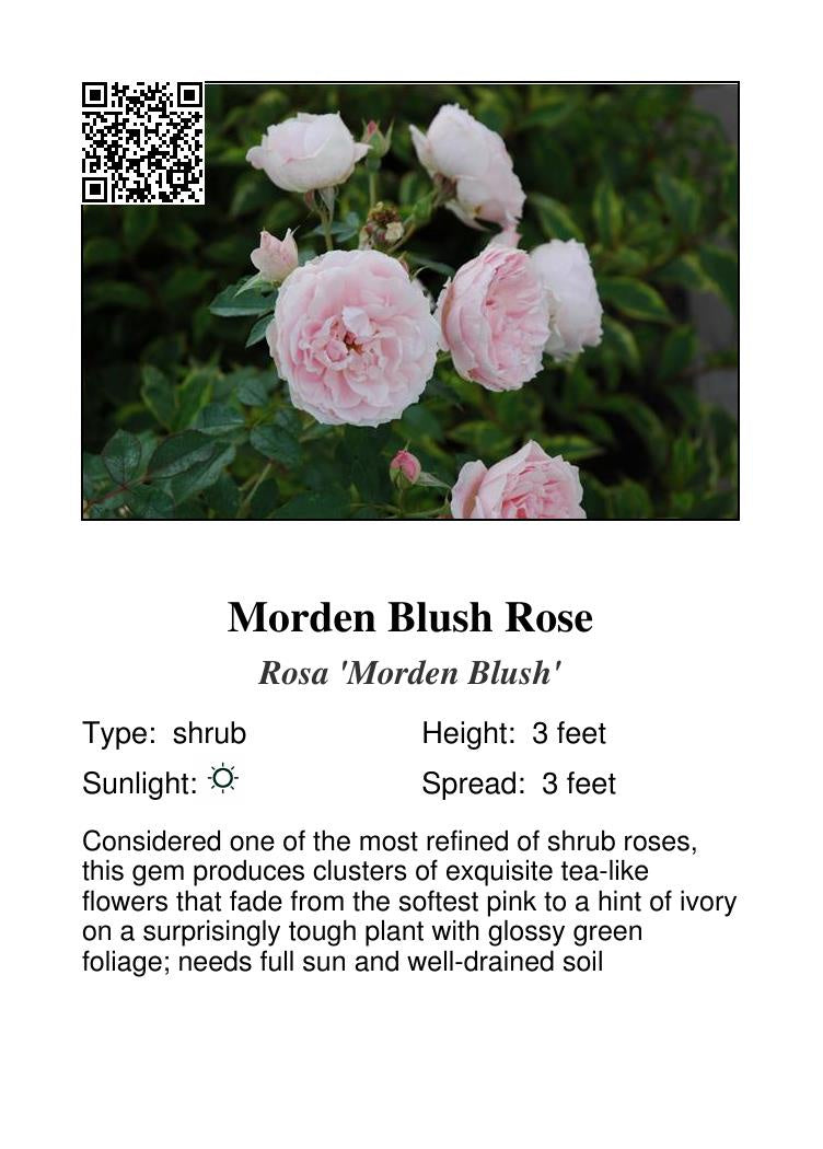 Morden Blush Rose #1