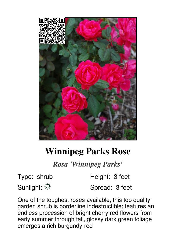 Winnipeg Parks Rose #1