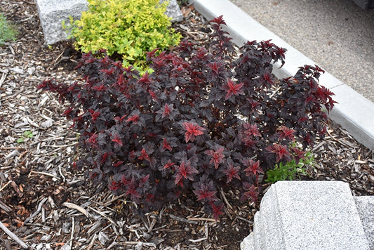 Ninebark Fireside #2