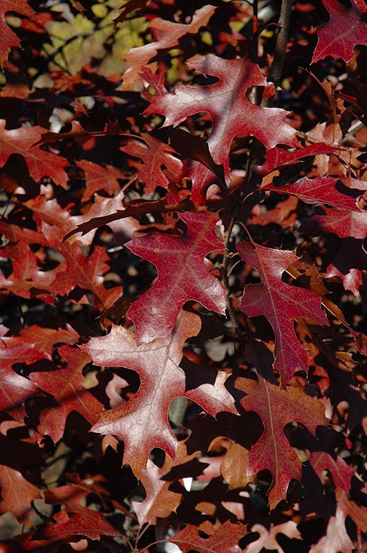 Shooting Star Northern Pin Oak #7