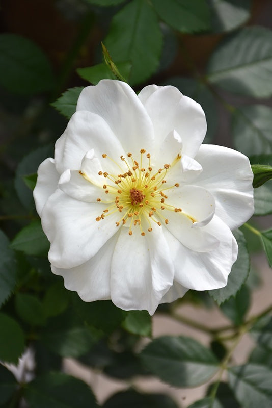 Rose Oscar Peterson #1