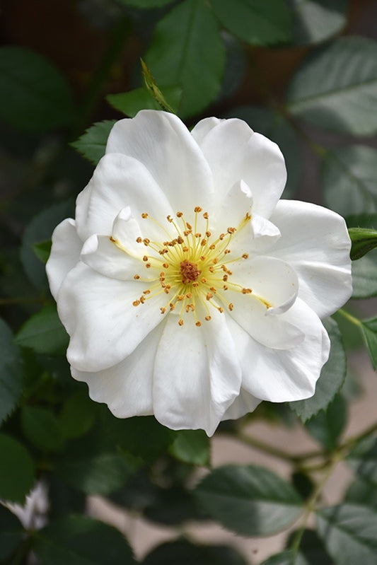 Rose Oscar Peterson #1